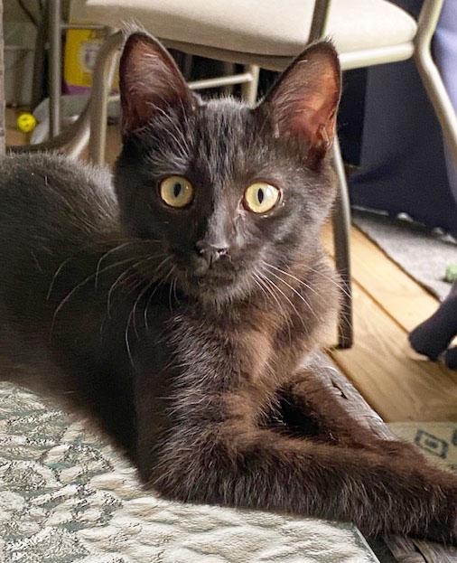 Enlarge Pearl, a Adopted Domestic Short Hair in Leicester, NC image 2/3