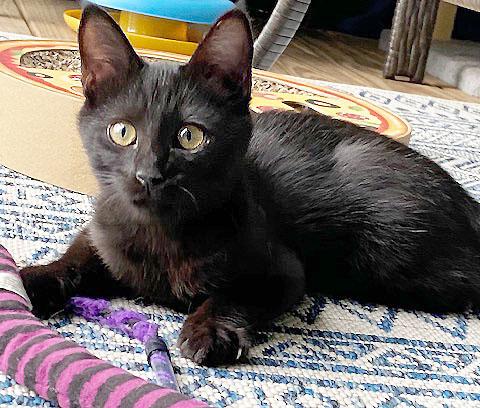 Enlarge Pearl, a Adopted Domestic Short Hair in Leicester, NC image 3/3