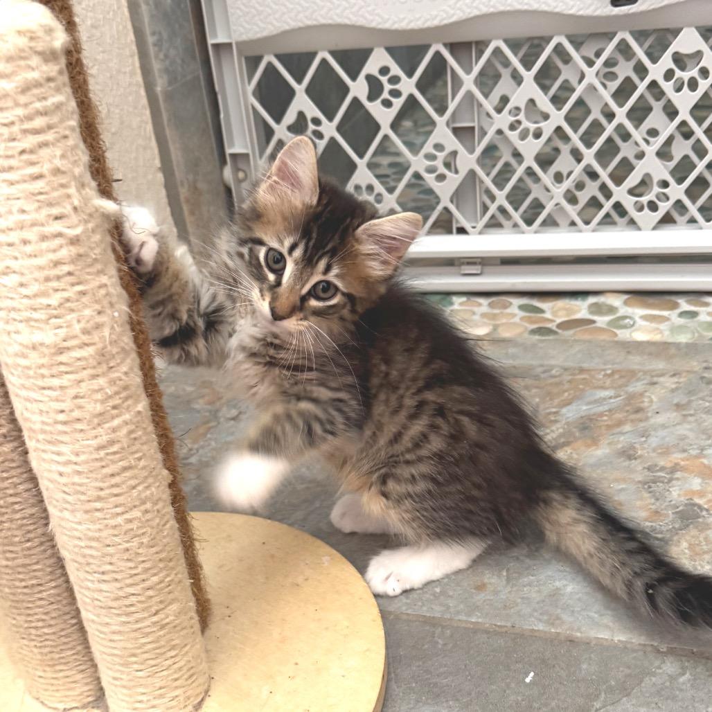 Jessie, Adoptable, Kitten Female Domestic Medium Hair.