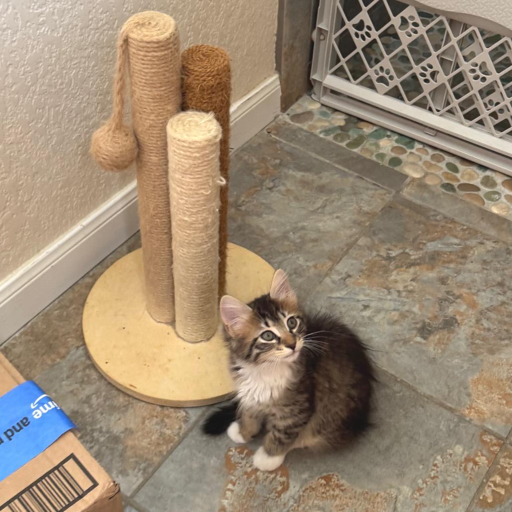 Jessie, a Adoptable Domestic Medium Hair in Bulverde, TX image 2/6
