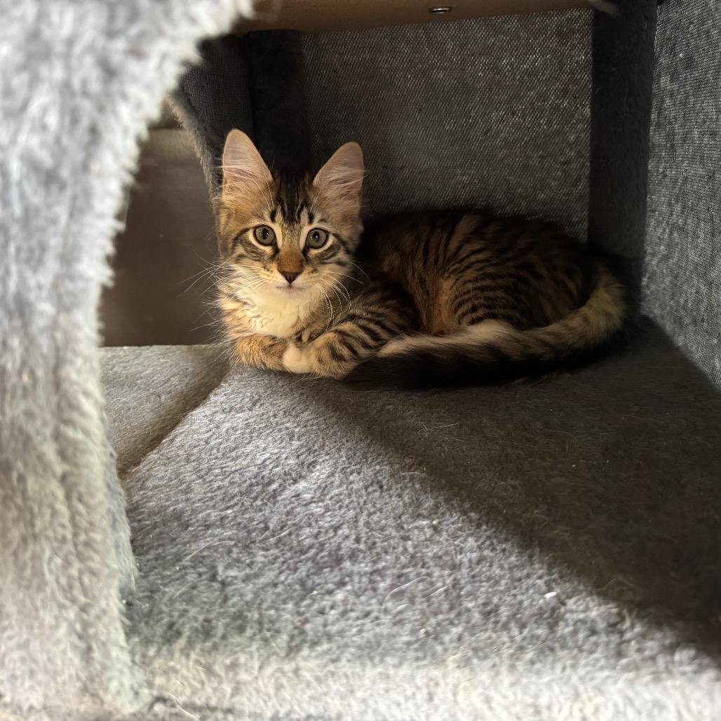 Jessie, a Adoptable Domestic Medium Hair in Bulverde, TX image 3/6