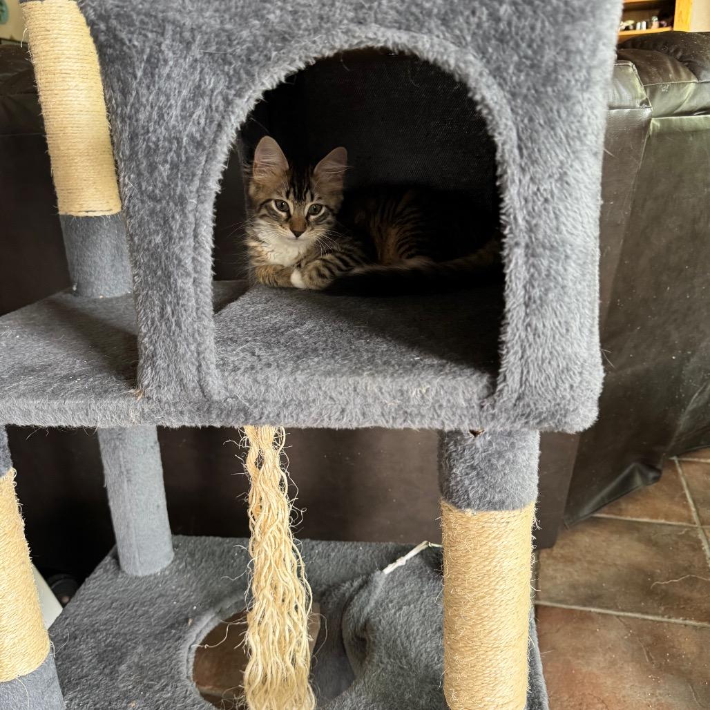 Jessie, a Adoptable Domestic Medium Hair in Bulverde, TX image 4/6