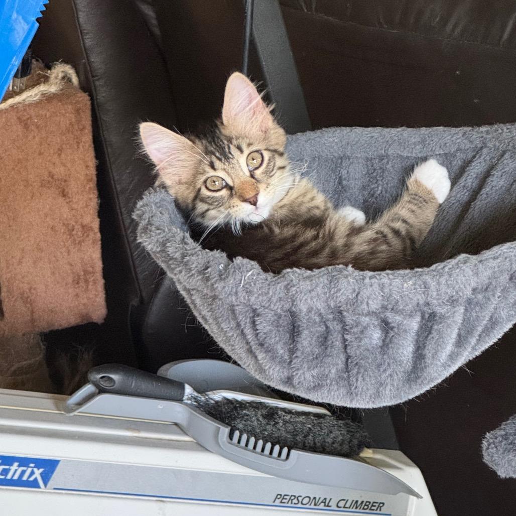 Jessie, a Adoptable Domestic Medium Hair in Bulverde, TX image 5/6