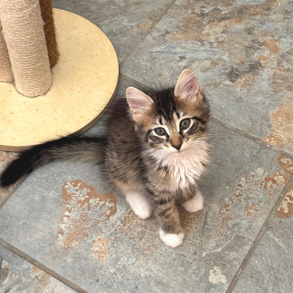 Jessie, a Adoptable Domestic Medium Hair in Bulverde, TX image 6/6