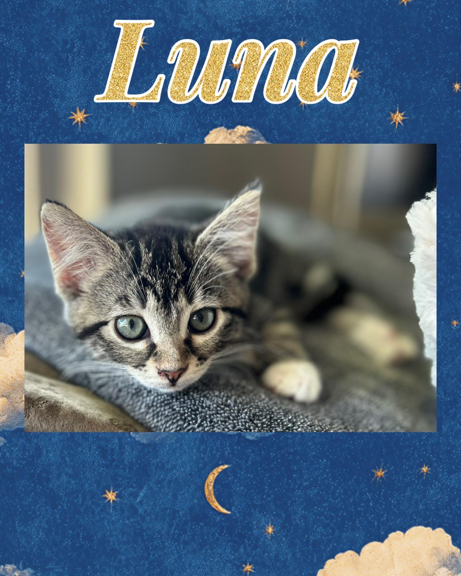 Enlarge Luna, a ADOPTABLE Tabby in Pasco, WA image 2/2