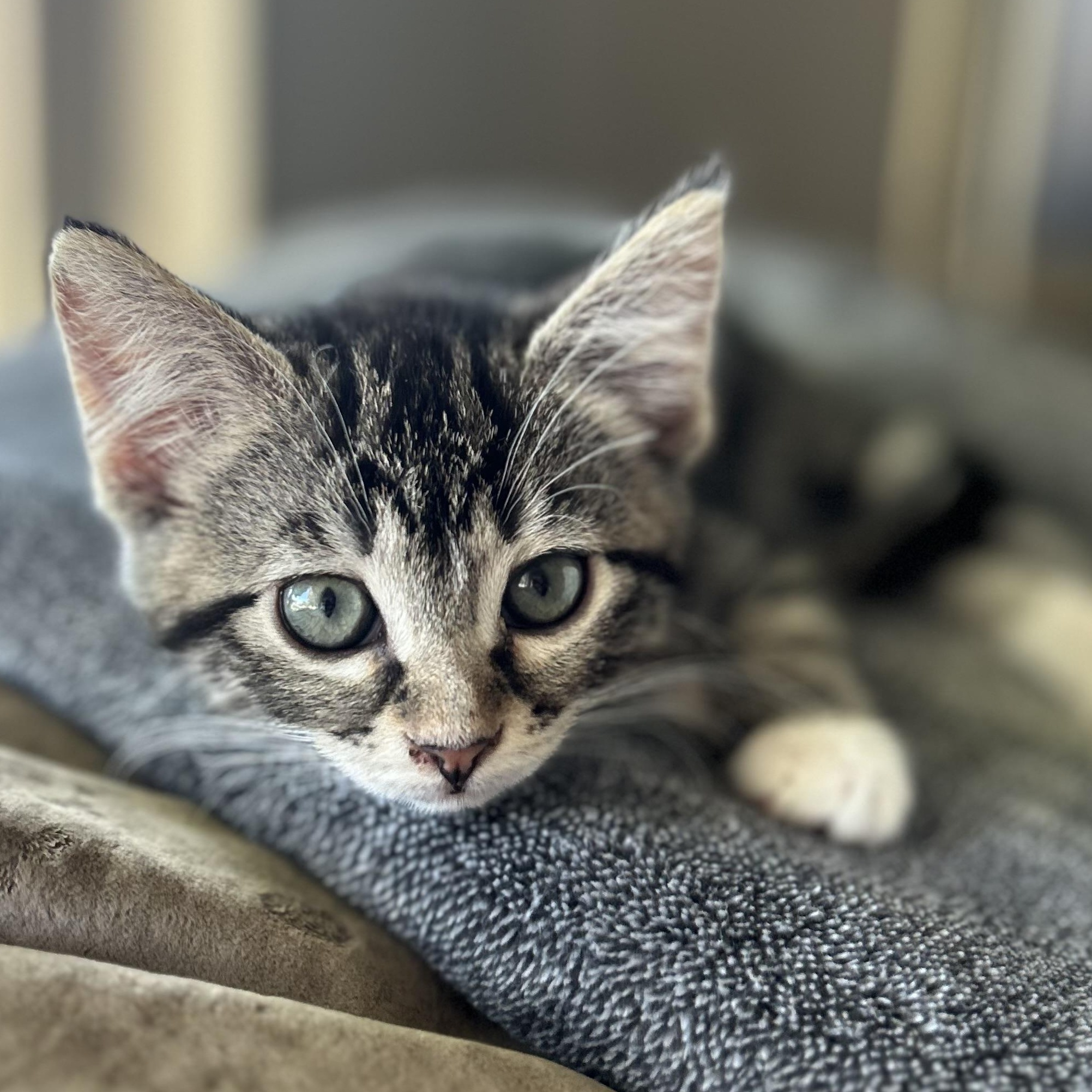 Luna, ADOPTABLE, Kitten Female Tabby.