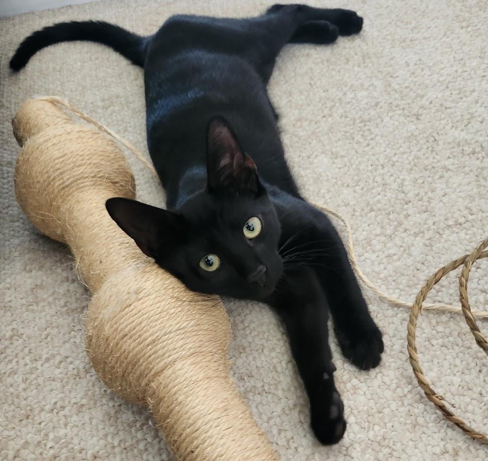 Enlarge Loki, an adopted mixed breed in Inglewood, CA image 1/5