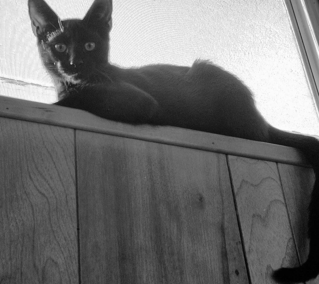 Enlarge Loki, an adopted mixed breed in Inglewood, CA image 5/5