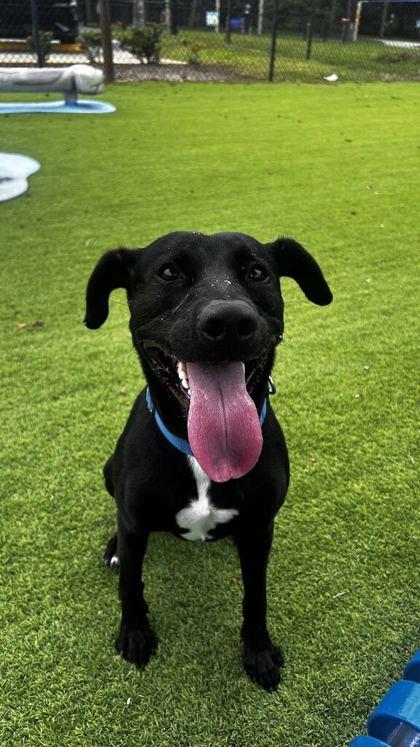 Nox - 3, Adoptable, Young Male Pit Bull Terrier & Mixed Breed.