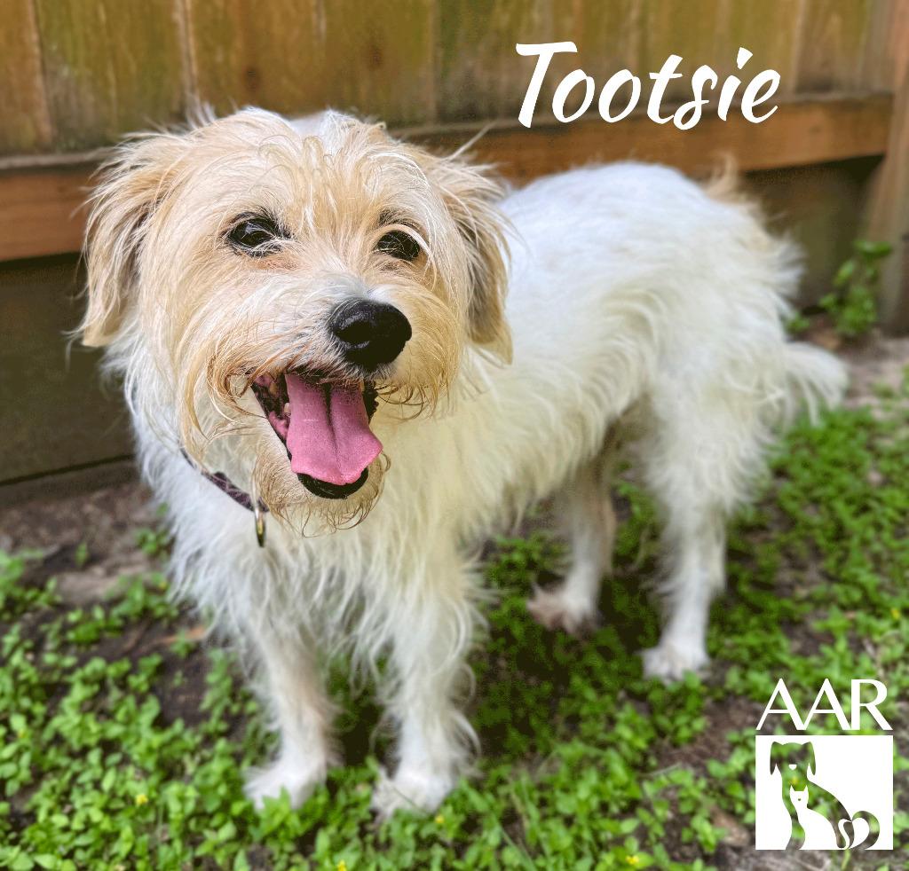 Enlarge Tootsie, a Adoptable mixed breed in Magnolia, TX image 1/4