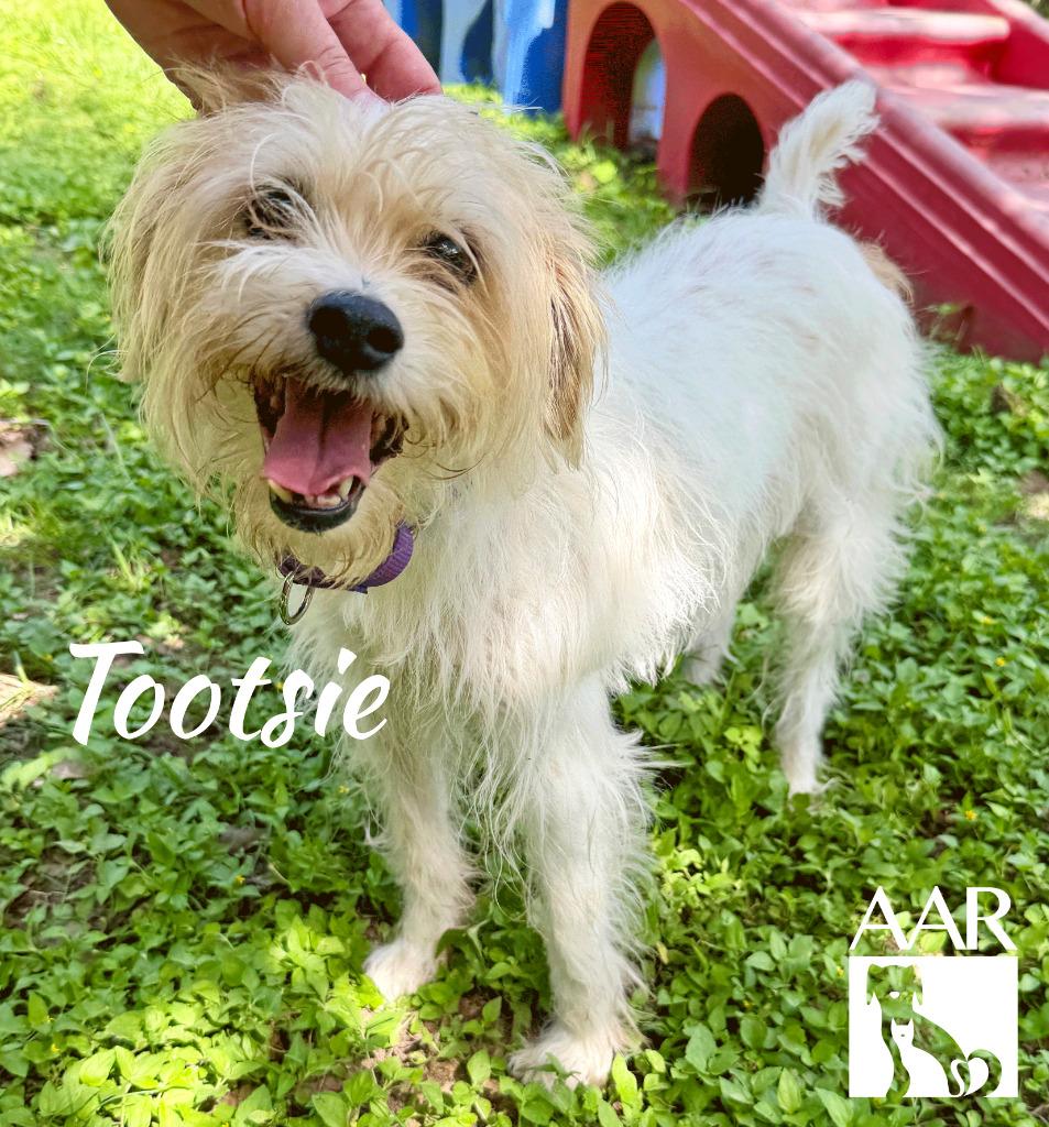 Enlarge Tootsie, a Adoptable mixed breed in Magnolia, TX image 2/4