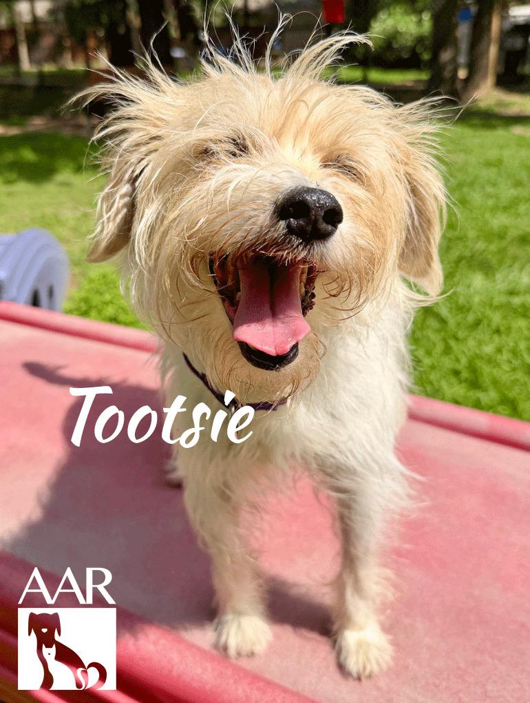 Enlarge Tootsie, a Adoptable mixed breed in Magnolia, TX image 3/4