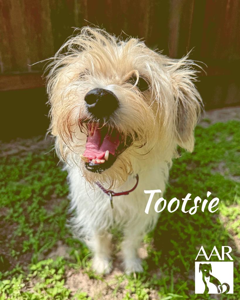 Enlarge Tootsie, a Adoptable mixed breed in Magnolia, TX image 4/4
