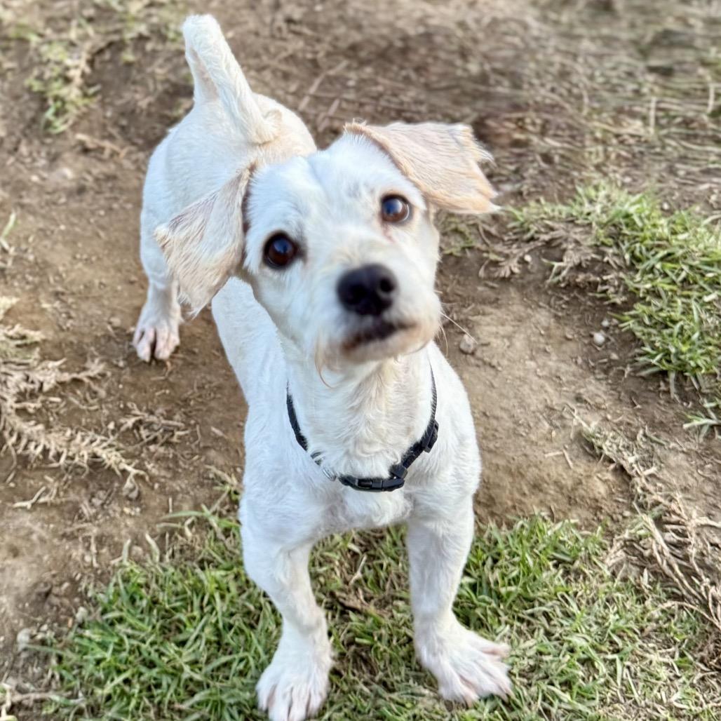 Enlarge Benny, a Adoptable mixed breed in Riverside, CA image 1/5