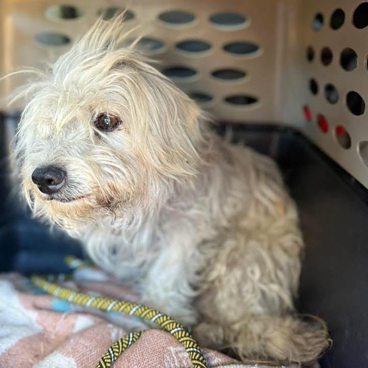 Enlarge Benny, a Adoptable mixed breed in Riverside, CA image 5/5