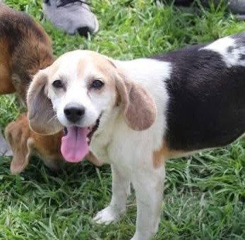 Lolly, Adoptable, Adult Female Beagle.