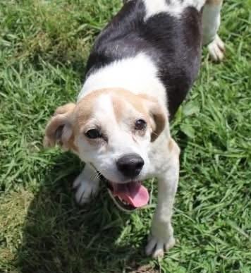 Lolly, a Adoptable Beagle in Dunnellon, FL image 2/3