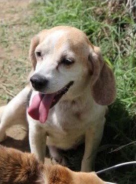 Lolly, a Adoptable Beagle in Dunnellon, FL image 3/3