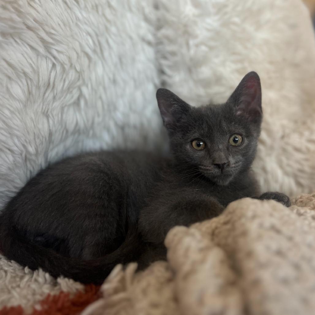 Petrie (r), Adoptable, Kitten Male Domestic Medium Hair & Domestic Medium Hair.