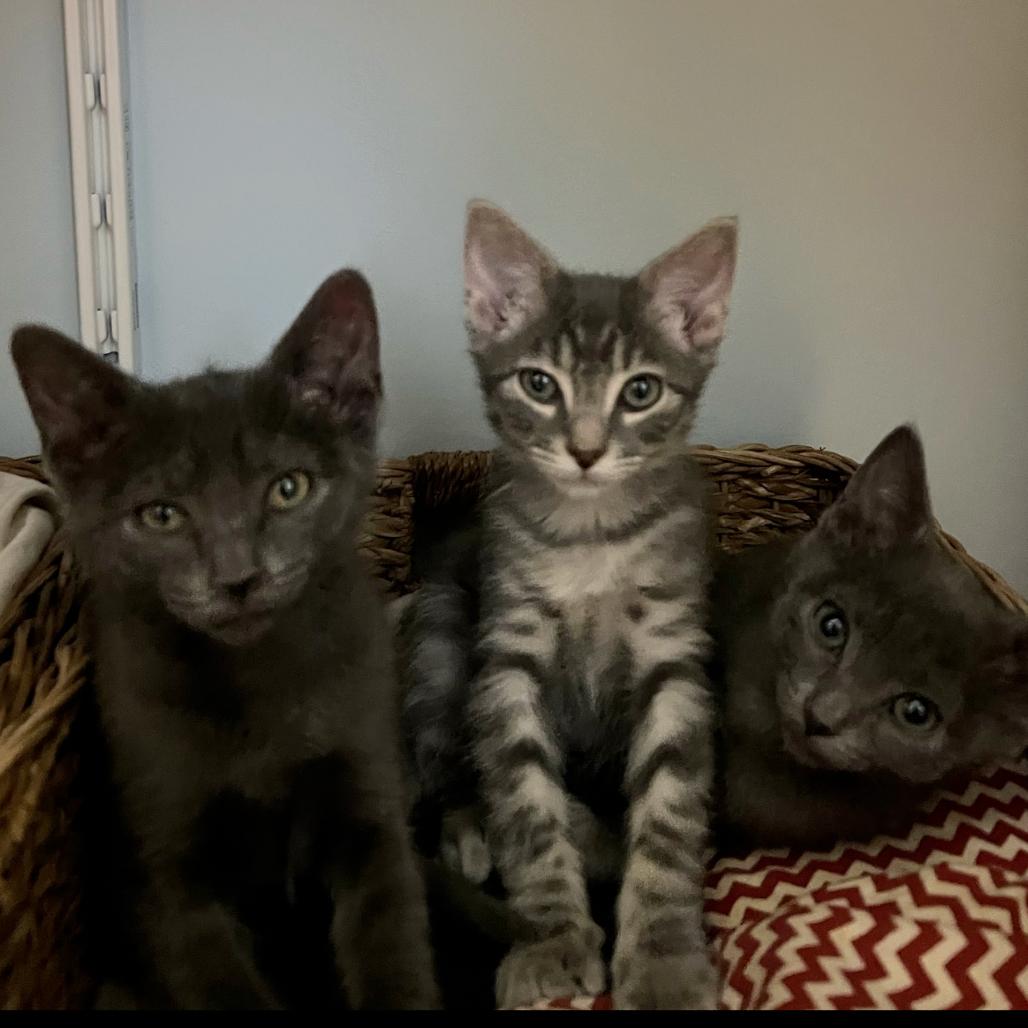 Petrie (r), a Adoptable mixed breed in Commerce City, CO image 4/6