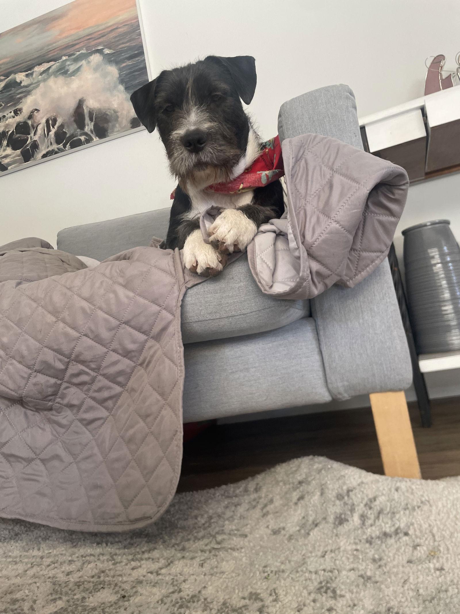 Lady, Adoptable, Young Female Terrier.