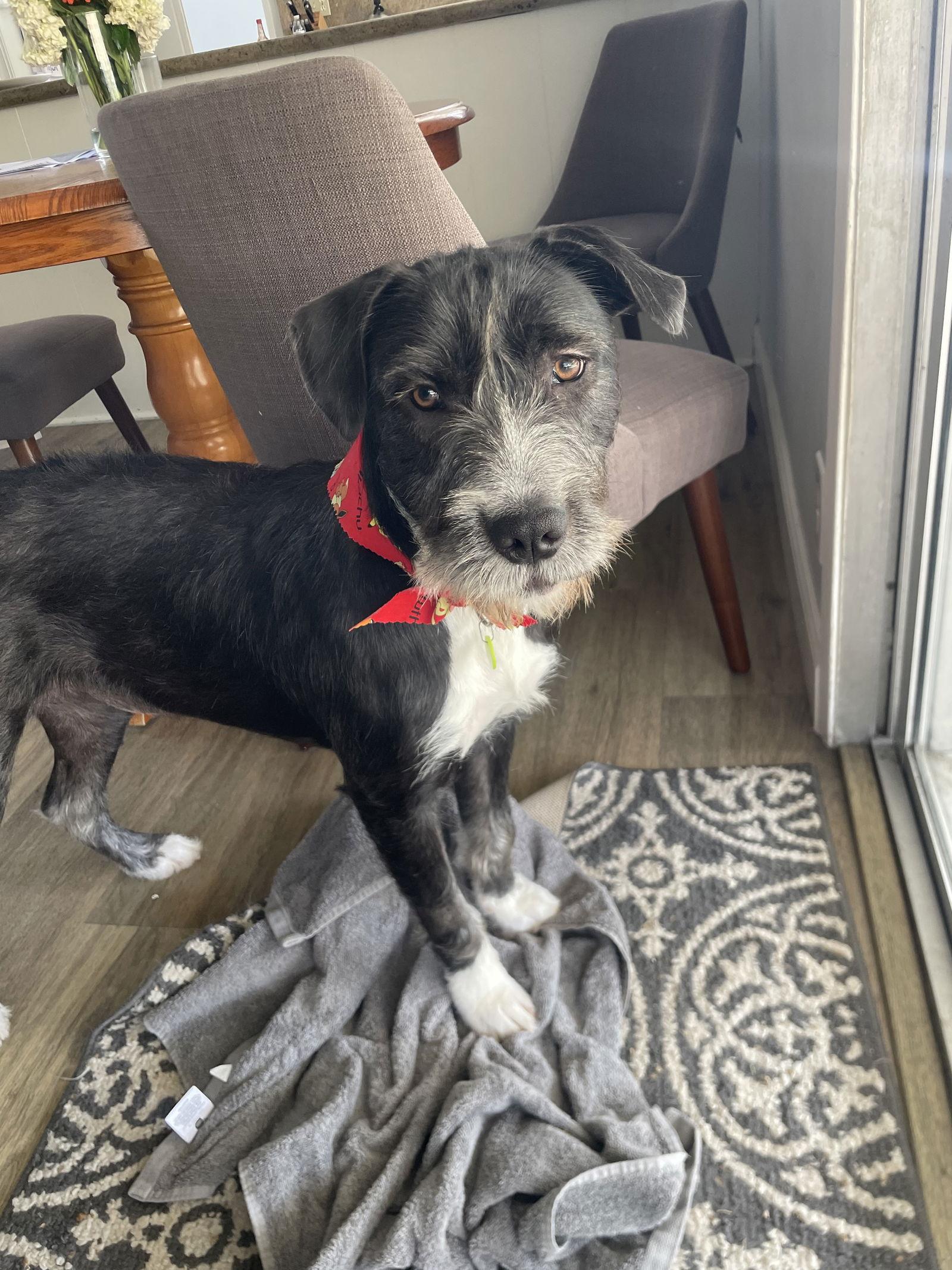 Lady, a Adoptable Terrier in Orange, CA image 2/3