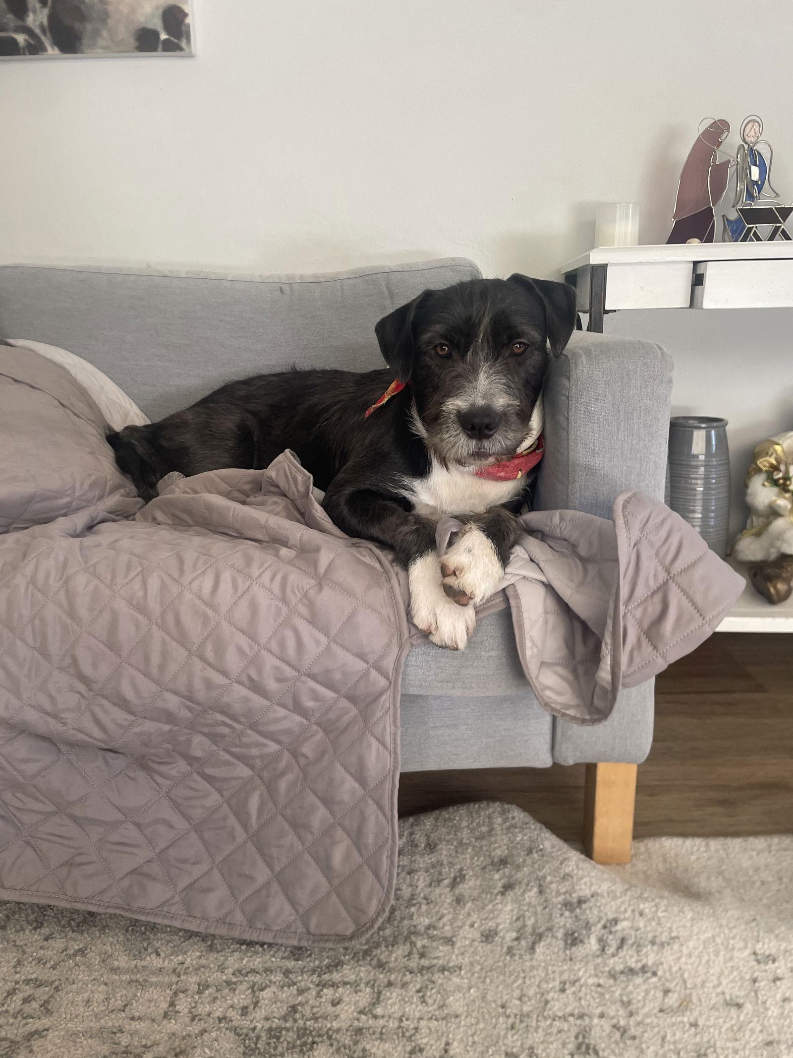 Lady, a Adoptable Terrier in Orange, CA image 3/3