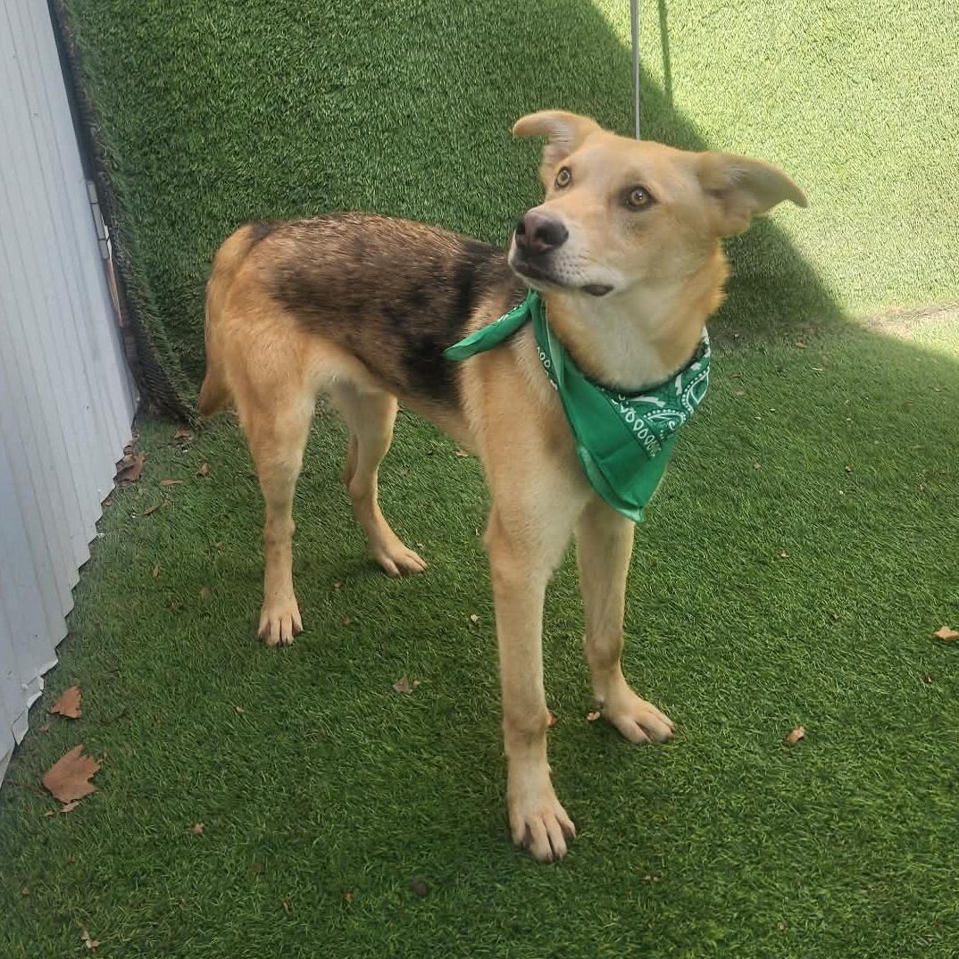 Teddy — thumbnail 5