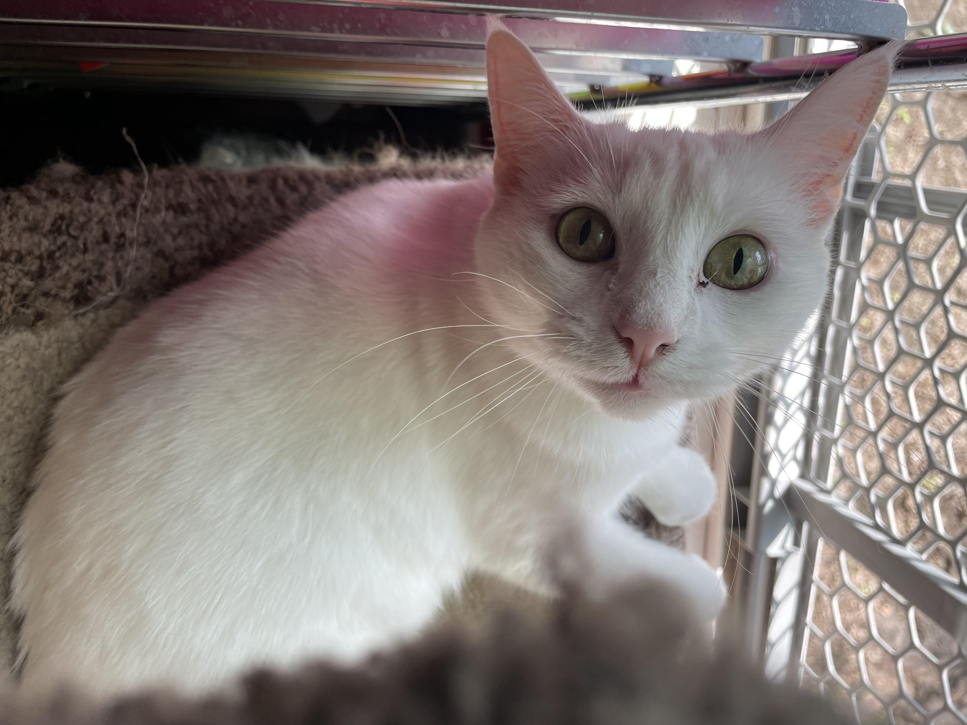 Blossom, Adoptable, Adult Female Domestic Short Hair.
