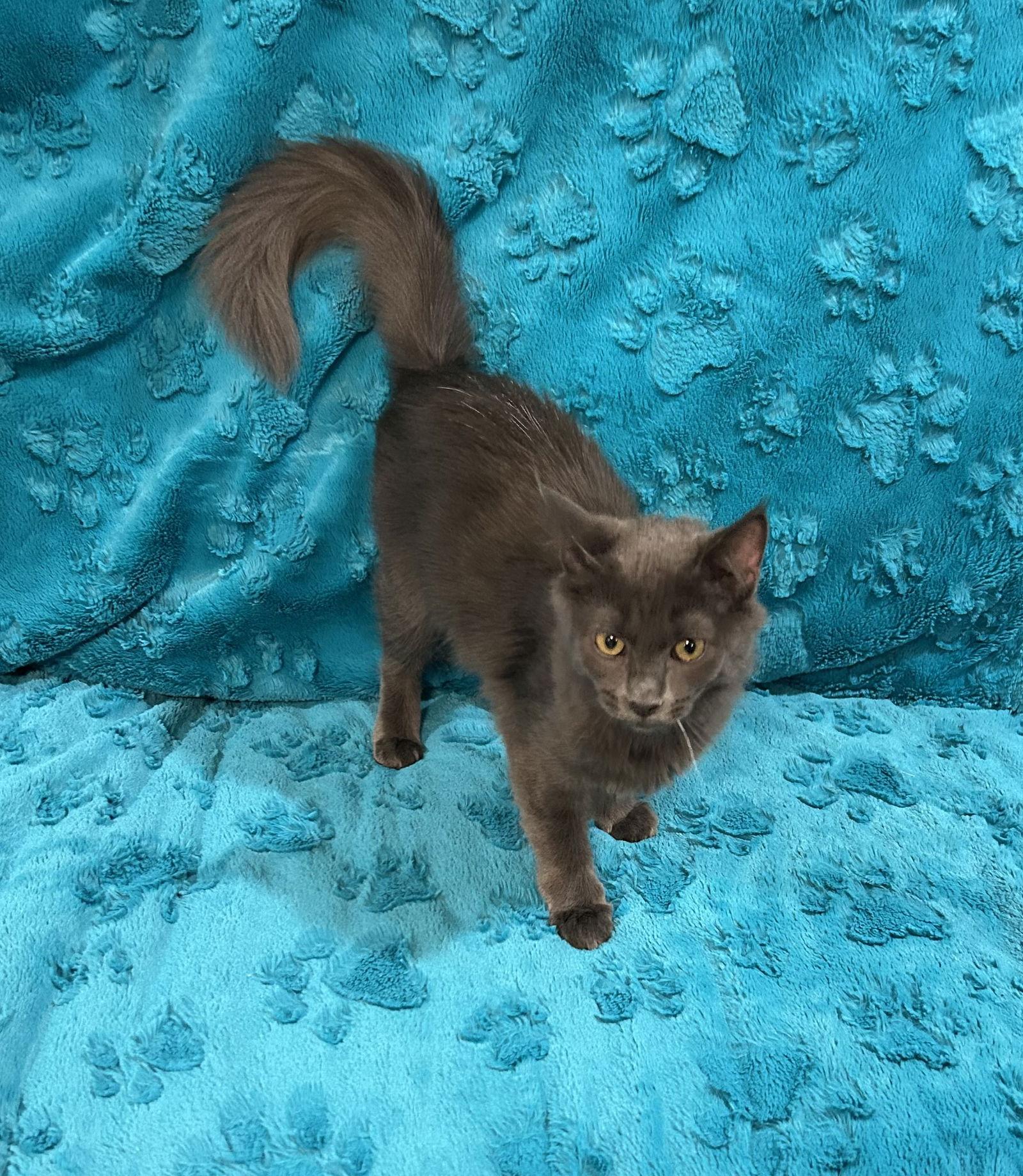 Sealy, Adoptable, Young Female Russian Blue.