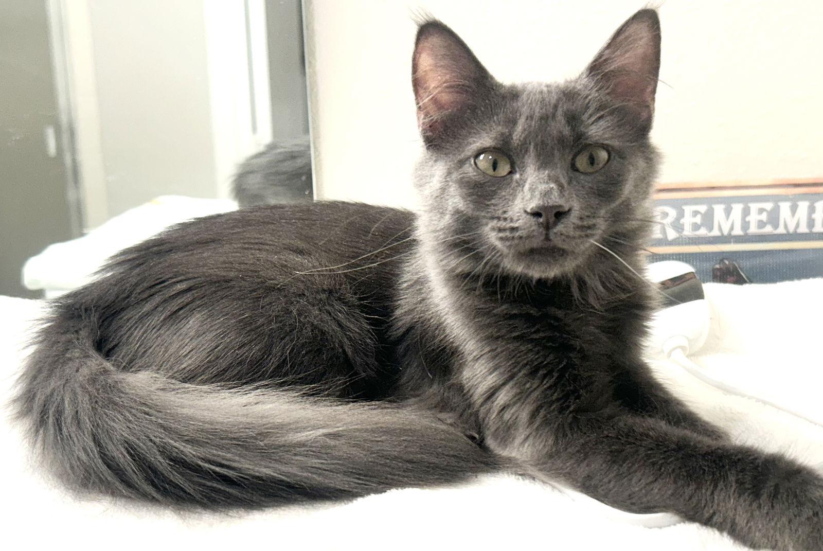 Enlarge Sealy, a Adoptable Russian Blue in Dickinson, TX image 2/3