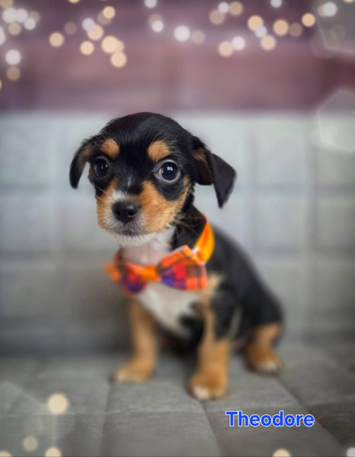 Theodore