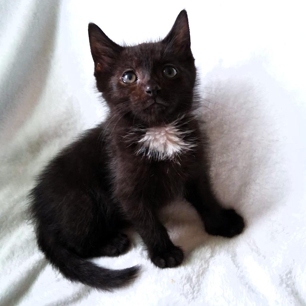 Devon, Adoptable, Kitten Male Domestic Medium Hair.
