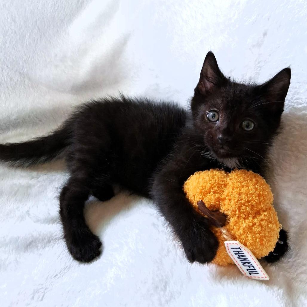 Enlarge Devon, a Adoptable Domestic Medium Hair in Michigan City, IN image 2/5