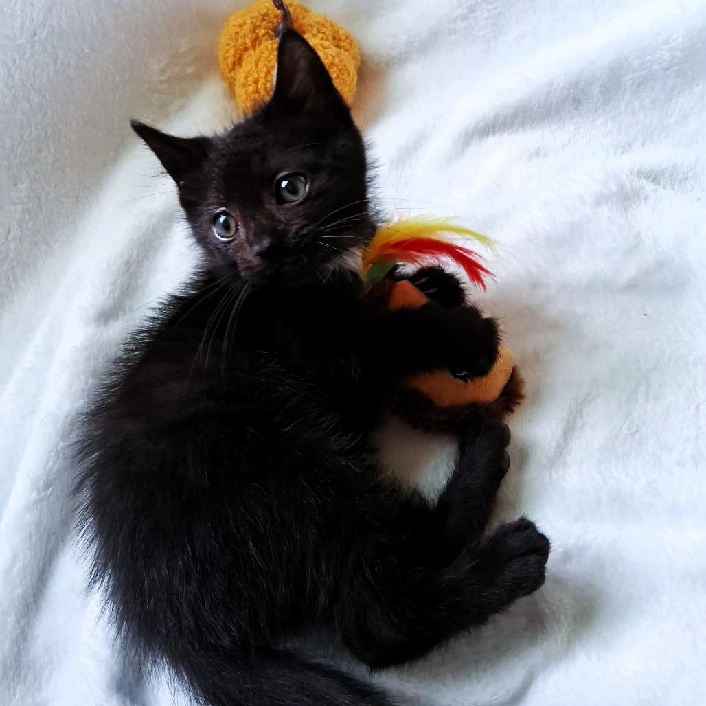 Enlarge Devon, a Adoptable Domestic Medium Hair in Michigan City, IN image 3/5