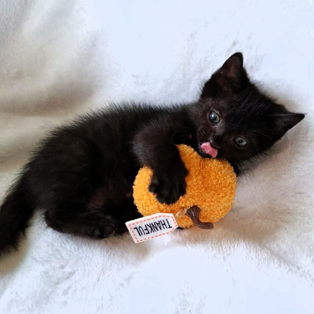 Enlarge Devon, a Adoptable Domestic Medium Hair in Michigan City, IN image 4/5