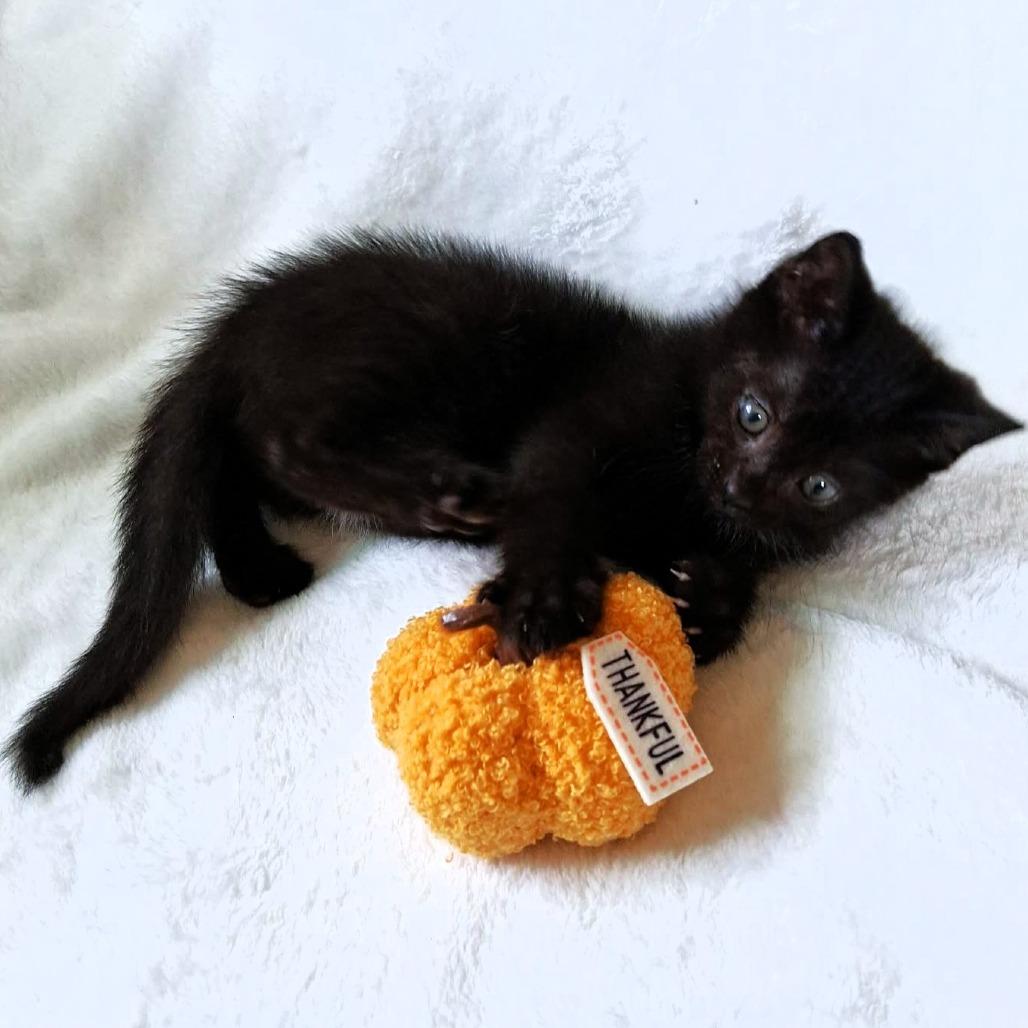 Enlarge Devon, a Adoptable Domestic Medium Hair in Michigan City, IN image 5/5
