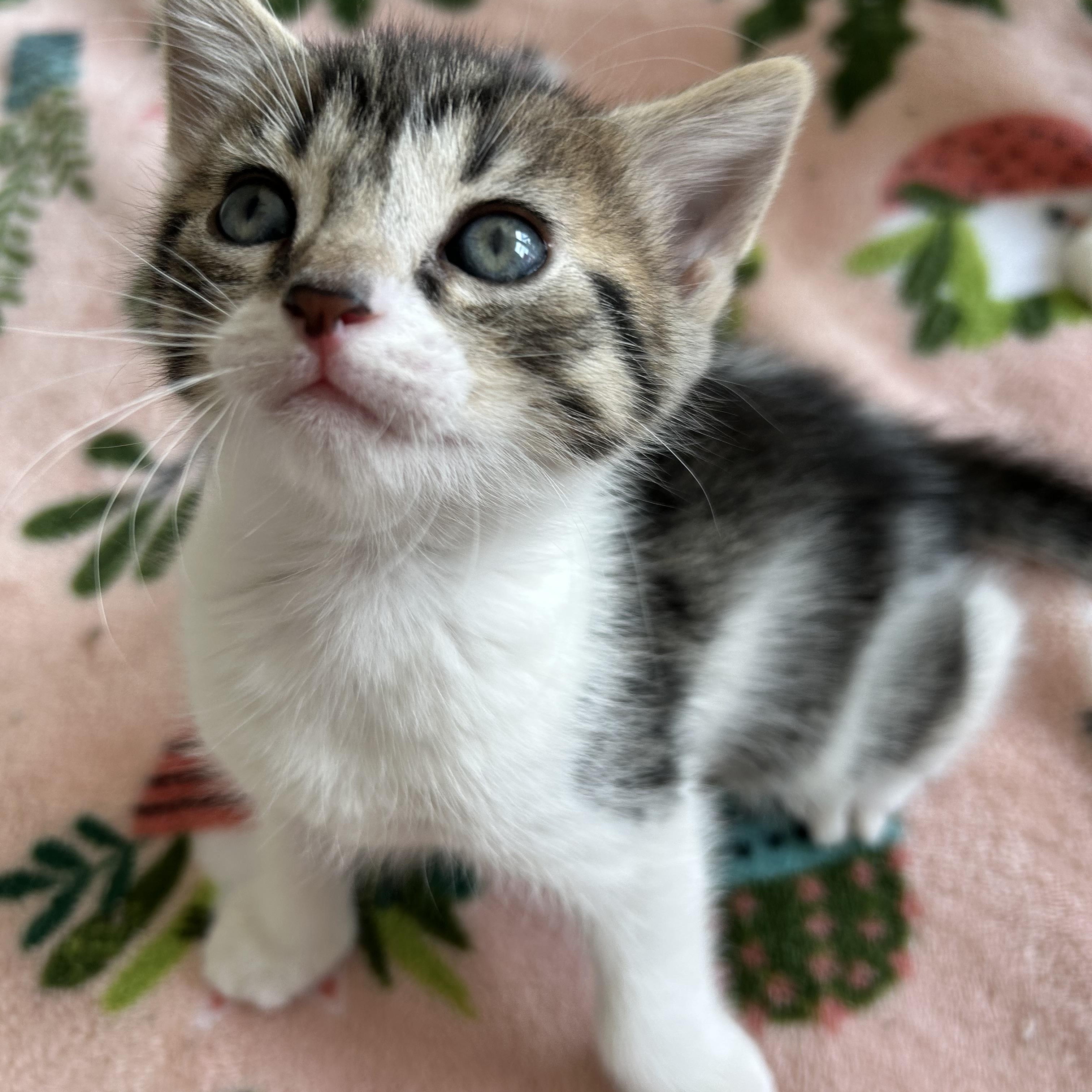 Junior, a ADOPTABLE Domestic Short Hair in Easley, SC image 4/4