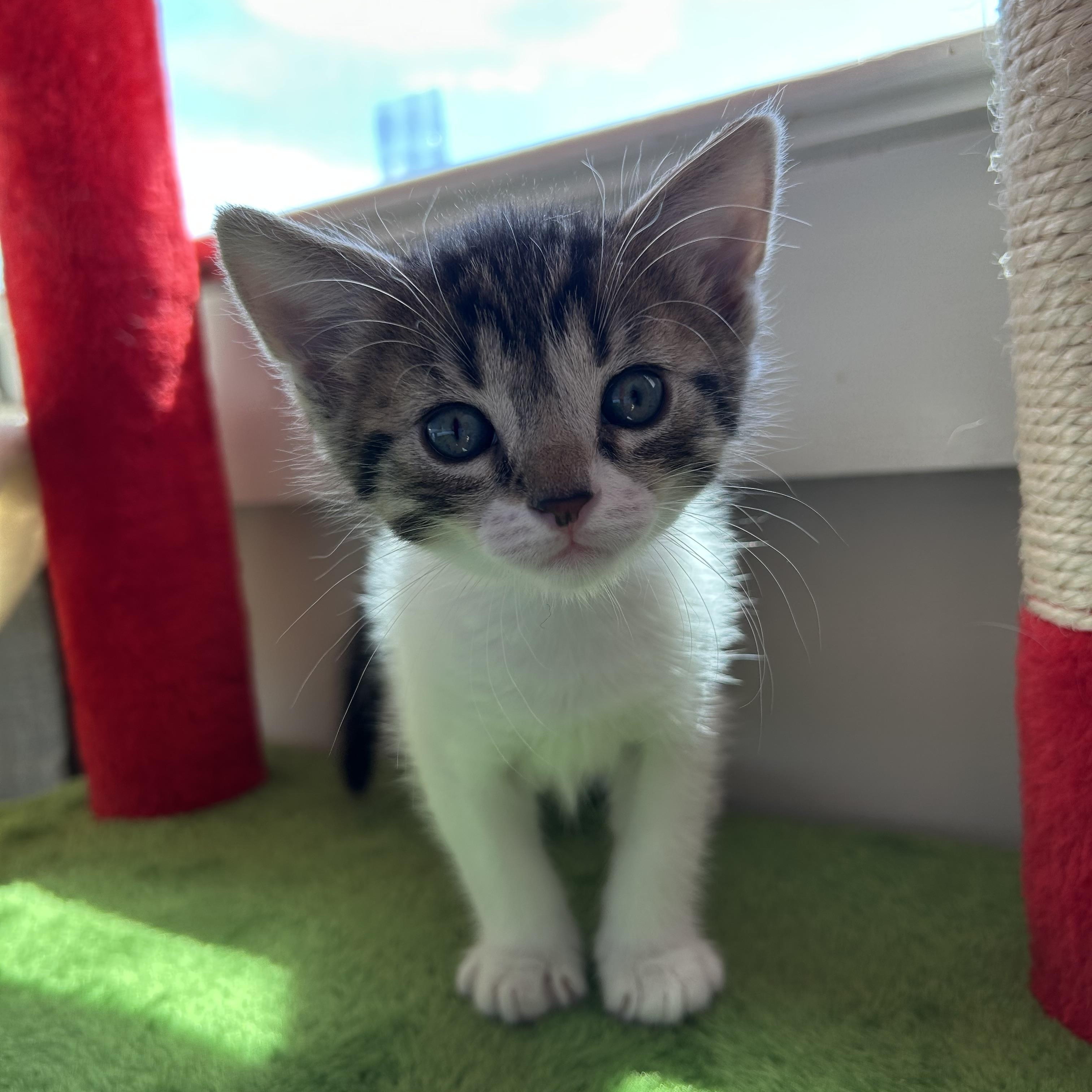 Junior, ADOPTABLE, Kitten Male Domestic Short Hair.