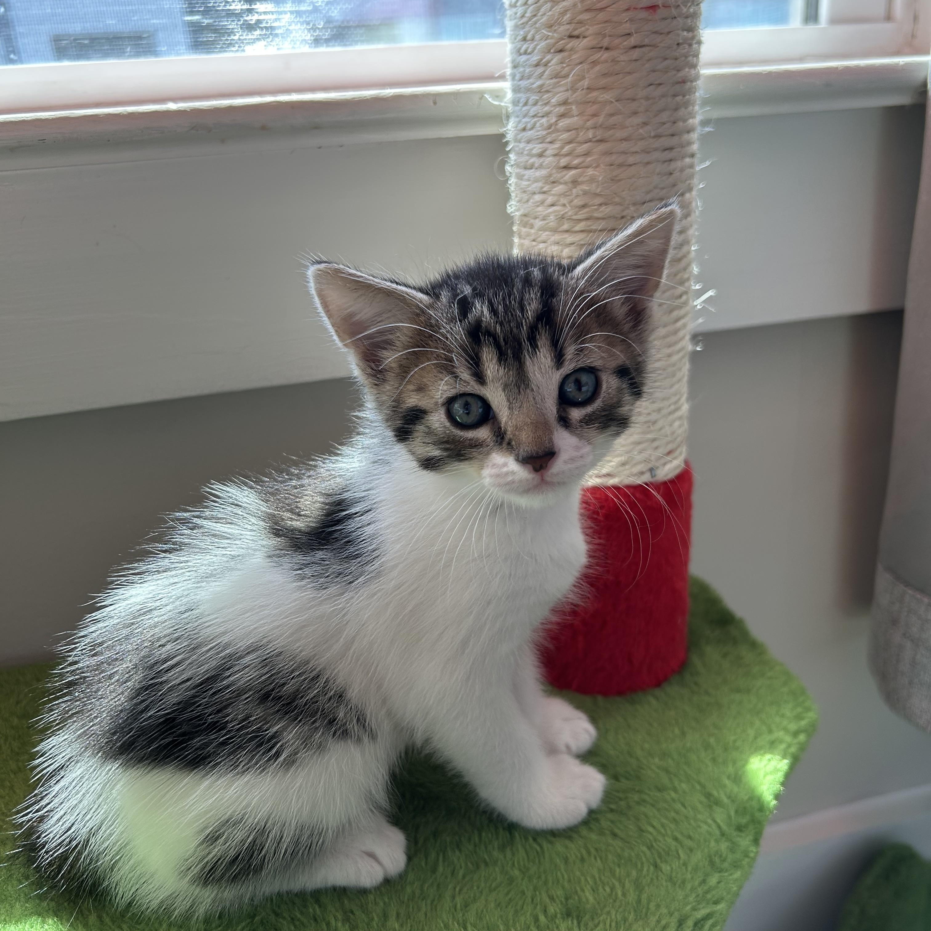 Junior, a ADOPTABLE Domestic Short Hair in Easley, SC image 3/4