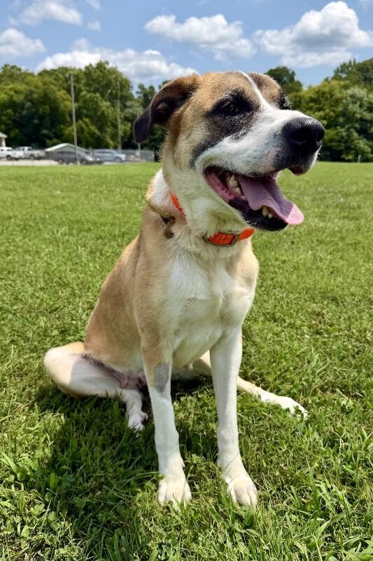 Roxanne, Adoptable, Adult Female Saint Bernard & Mixed Breed.