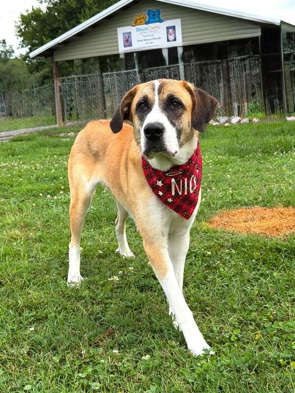 Roxanne, Adoptable, Adult Female Saint Bernard & Mixed Breed.