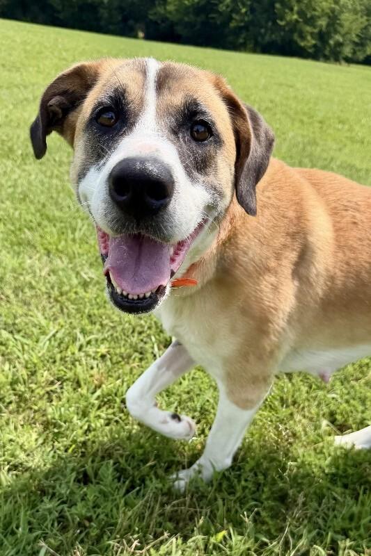 Enlarge Roxanne, a Adoptable mixed breed in Maryville, TN image 3/6