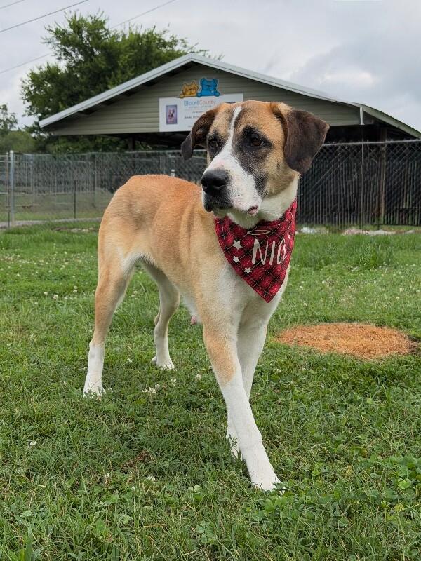 Roxanne, a Adoptable mixed breed in Maryville, TN image 2/4