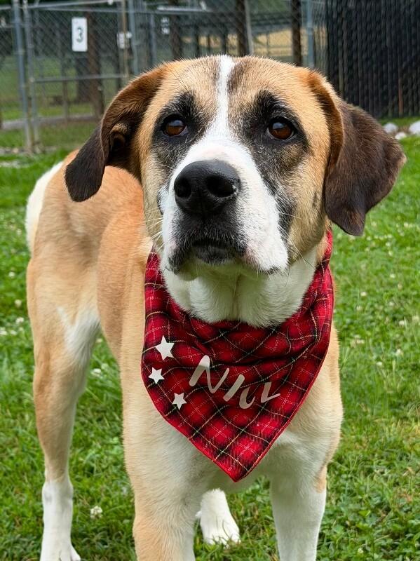 Roxanne, a Adoptable mixed breed in Maryville, TN image 3/4