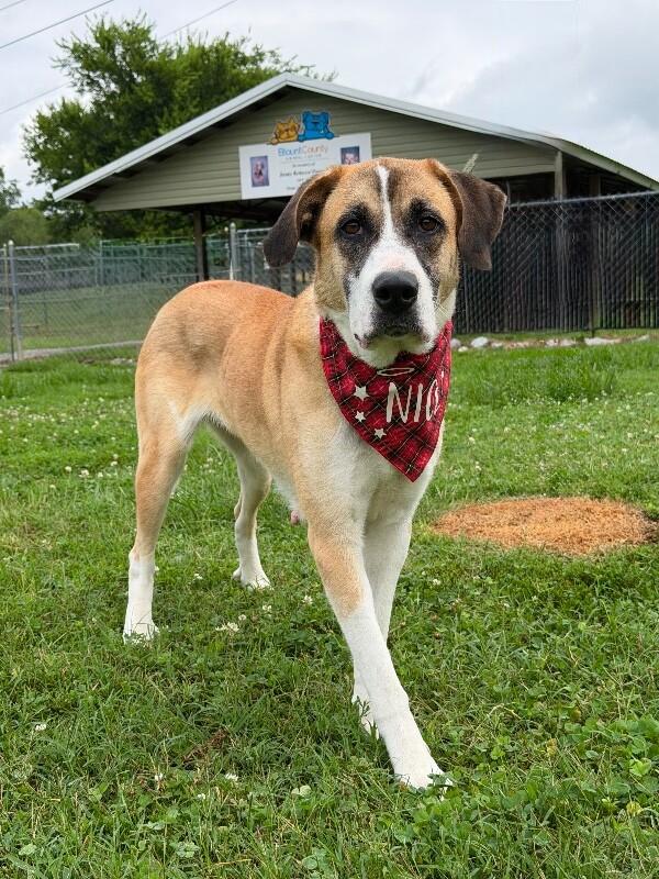 Roxanne, a Adoptable mixed breed in Maryville, TN image 4/4