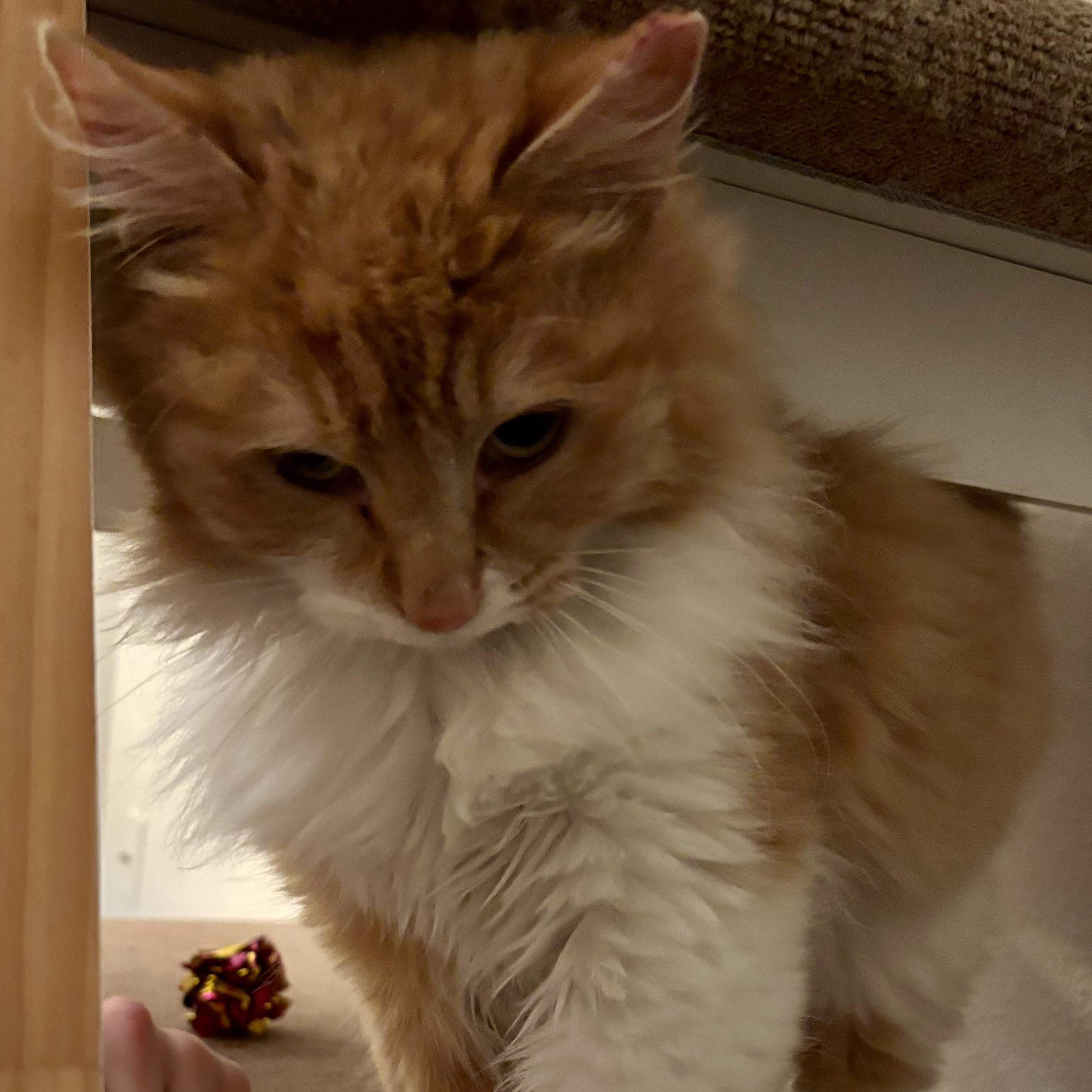 Enlarge Banana Bread, an adopted Domestic Long Hair in Renton , WA image 4/5