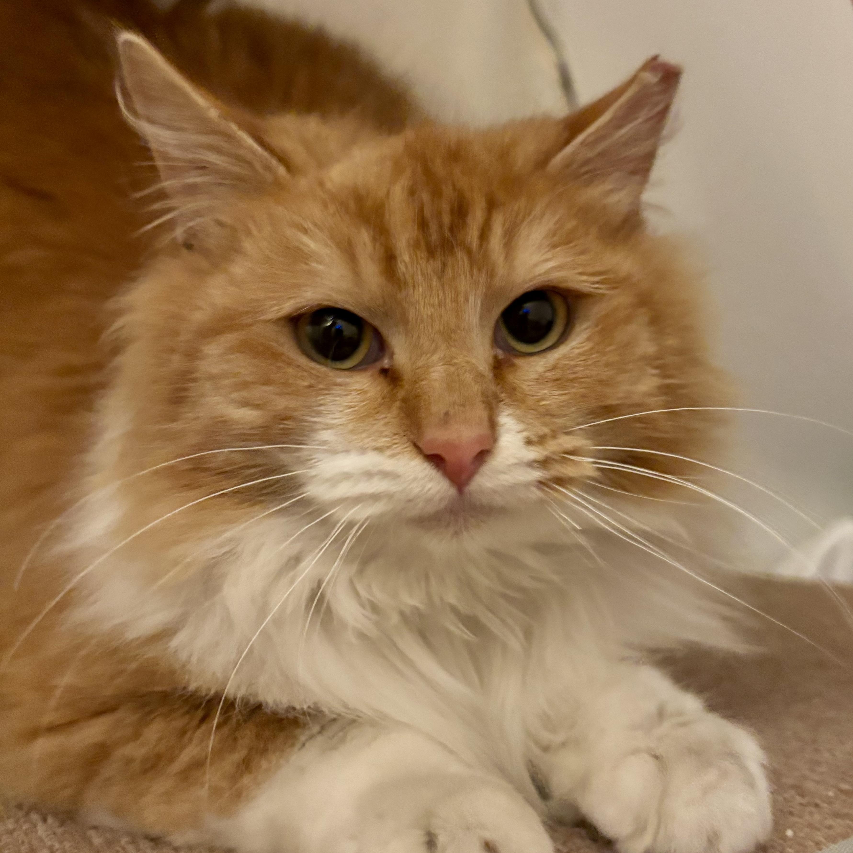 Enlarge Banana Bread, an adopted Domestic Long Hair in Renton , WA image 3/5