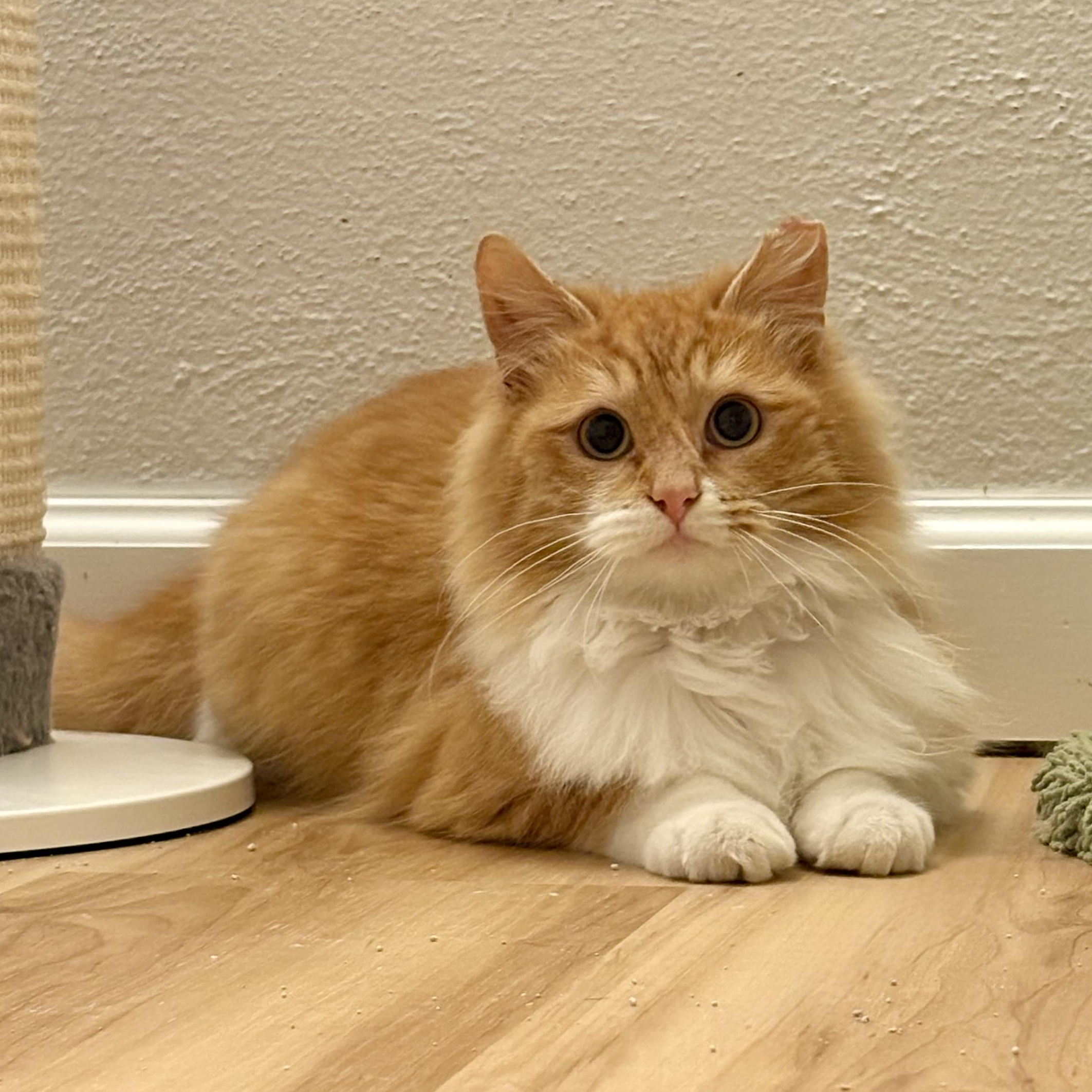 Enlarge Banana Bread, an adopted Domestic Long Hair in Renton , WA image 1/5