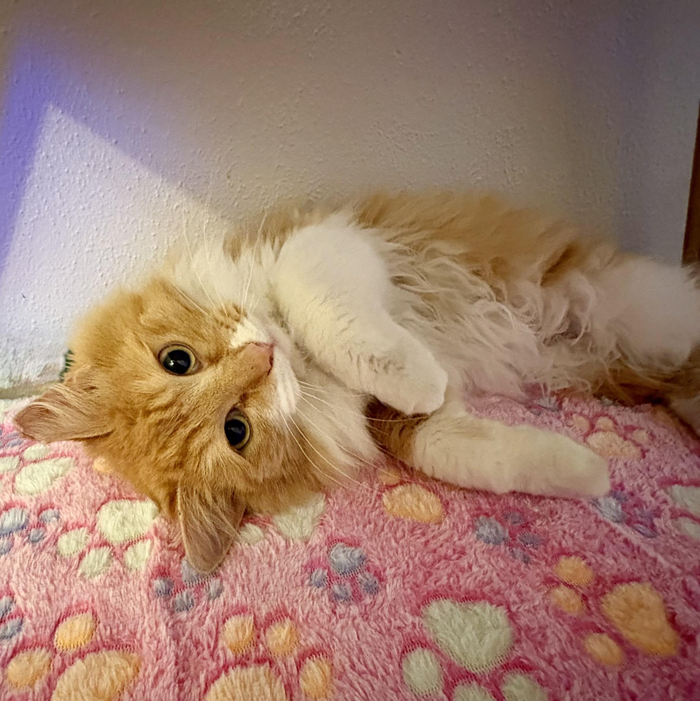 Enlarge Banana Bread, an adopted Domestic Long Hair in Renton , WA image 5/5